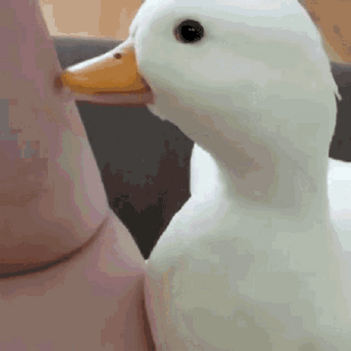Goose Head Rub Head Massage GIF