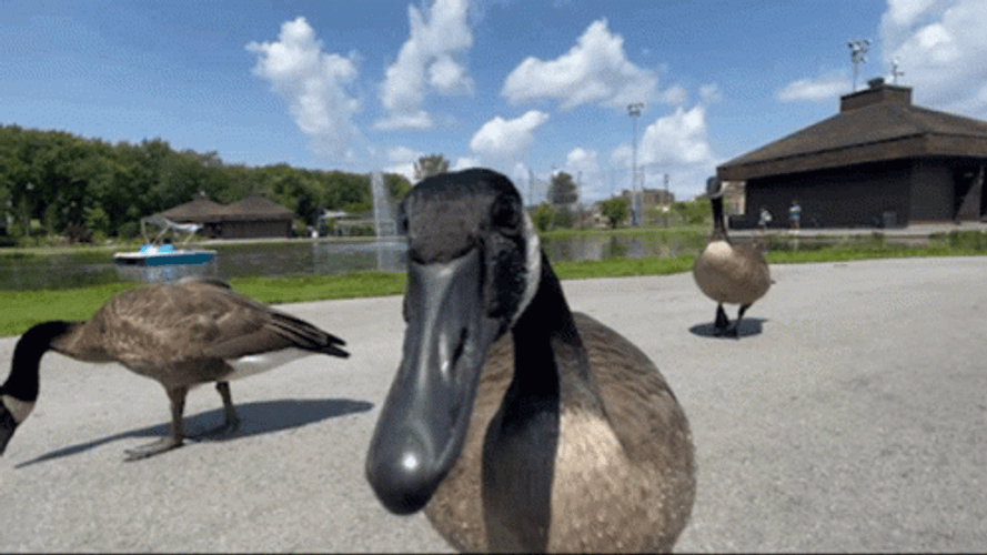 Goose Honk Making Sounds GIF