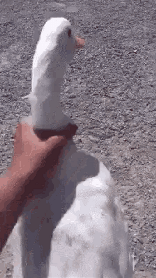 Goose Neck Massage Jerking GIF