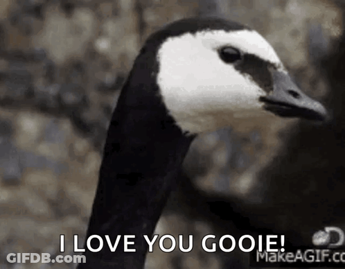 Goose Saying I Love You Gooie GIF
