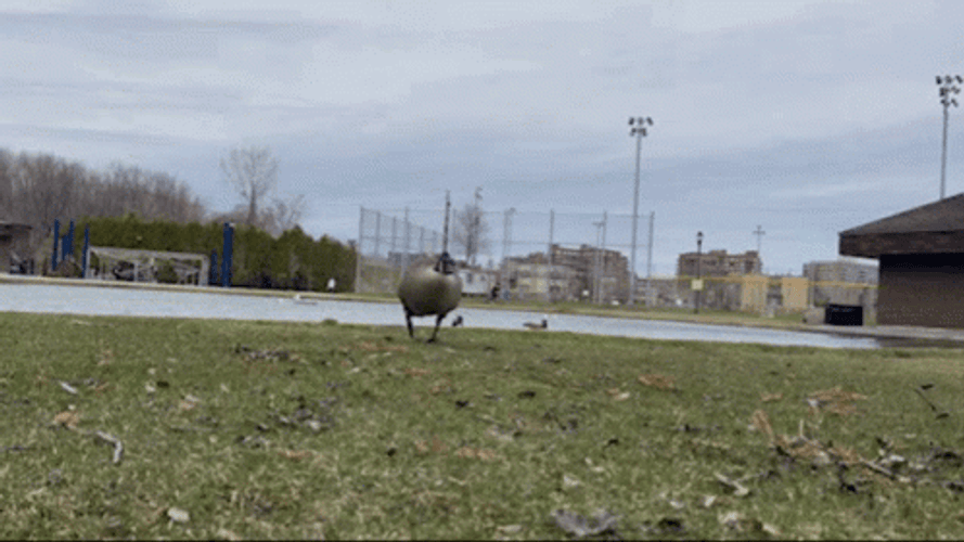 Goose Sprinting Running Funny GIF