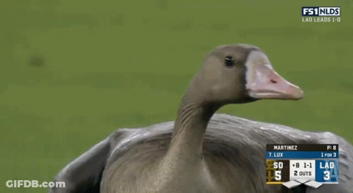 Goose Standing On Field With FS1 Scoreboard GIF