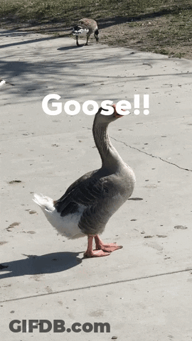 Goose Standing On Sidewalk Saying Goose GIF