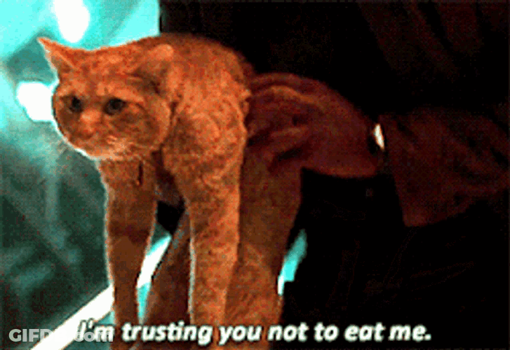 Goose Trusting GIF