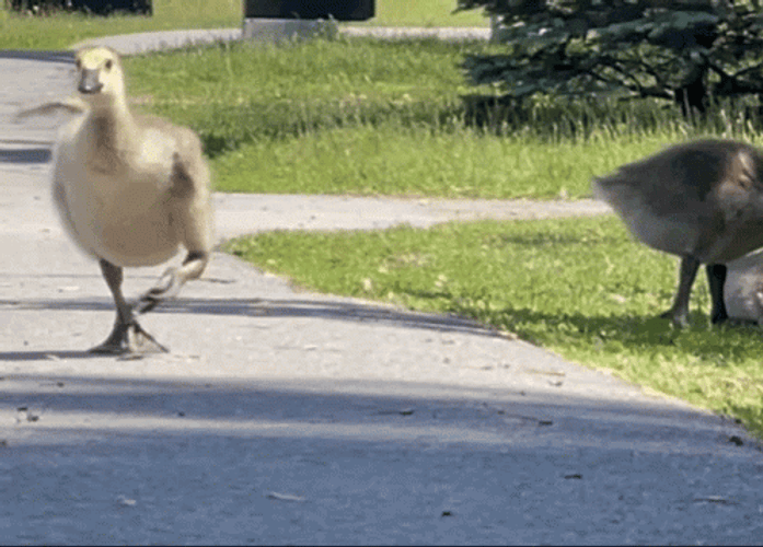 Goose Waddle Running Sprint GIF
