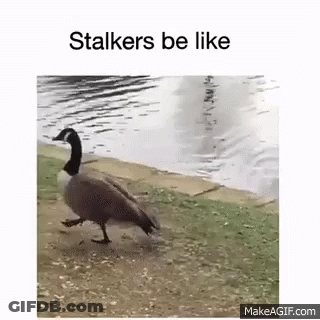 Goose Walking Near Lake GIF