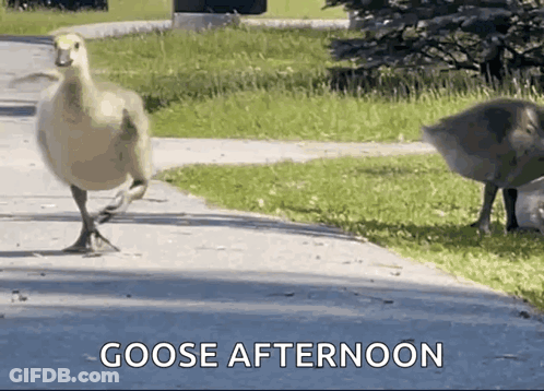 Goose Walking Sidewalk Saying Goose Afternoon GIF