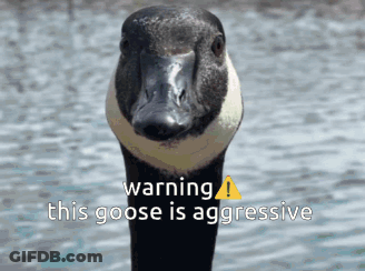 Goose Warning This Goose Is Aggressive GIF