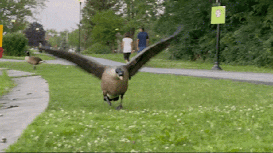 Goose Wings Flaps Running GIF