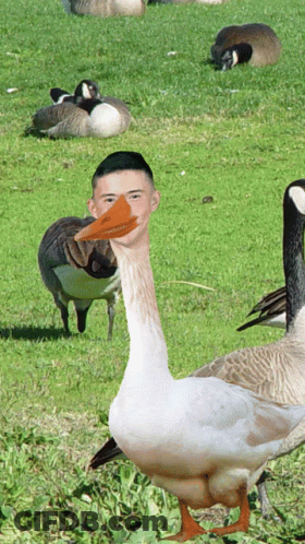Goose With Man Face On Its Head GIF