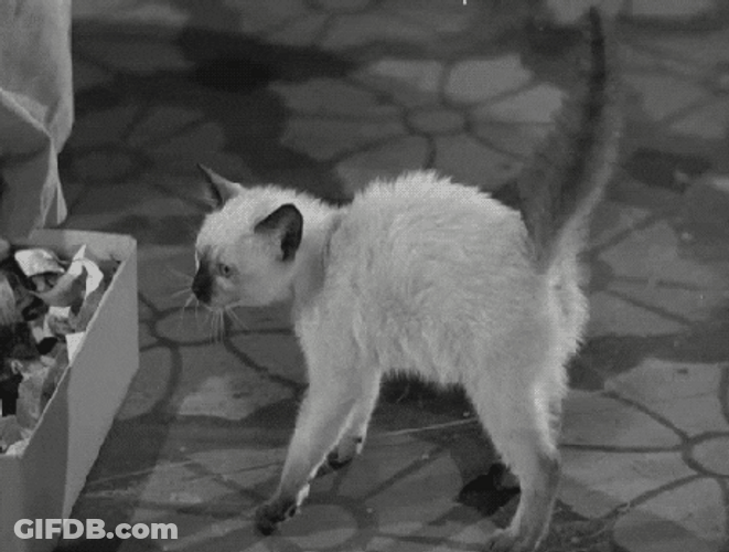Goosebumps Frightened Scared Cat GIF