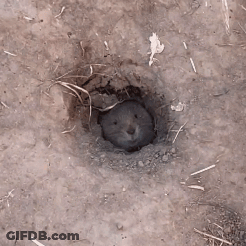 Gopher On The Ground GIF