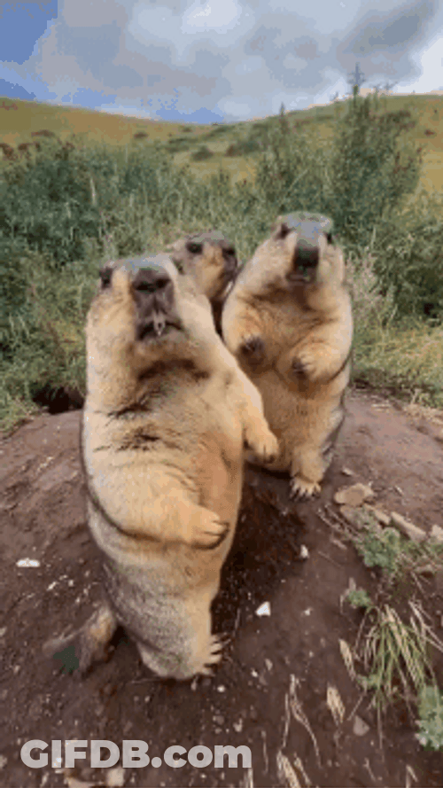 Gophers Belly Rub GIF
