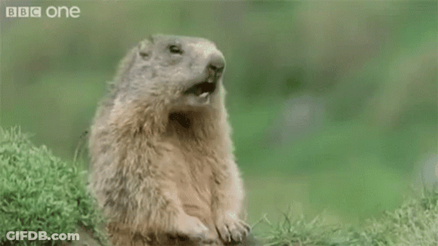 Gophers Calling You Out GIF