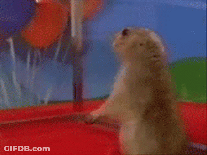 Gophers Feeling Suspicious GIF