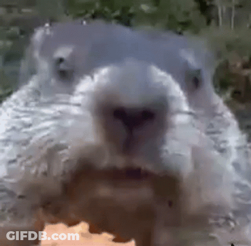 Gophers Munching On Snack GIF