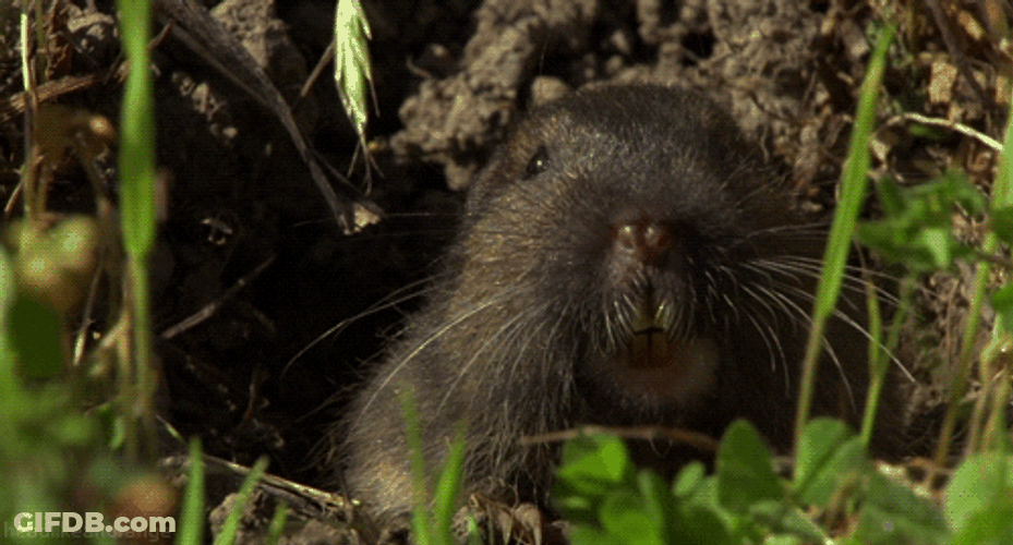 Gophers Trying To Sniff Food GIF