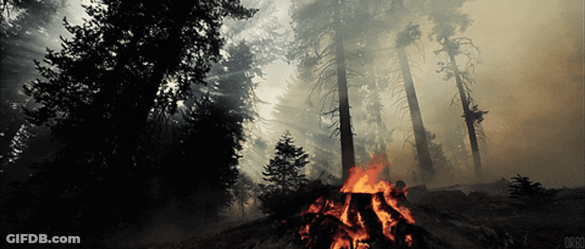 Gorgeous Forest Campfire Smokey Night GIF