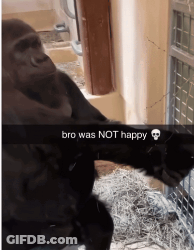Gorilla Bro Was Not Happy GIF