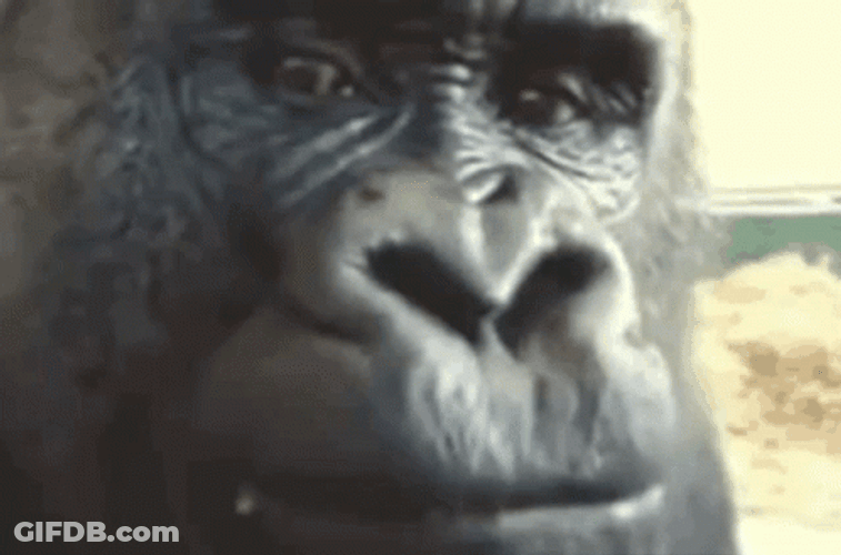 Gorilla Chewing Snack Time GIF