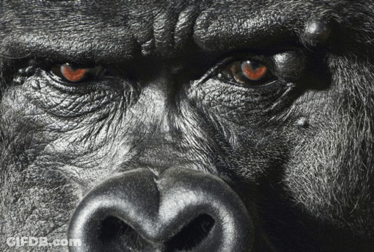 Gorilla Close Up Face GIF