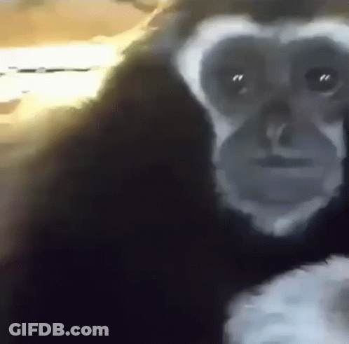 Gorilla Close Up Looking At Camera GIF