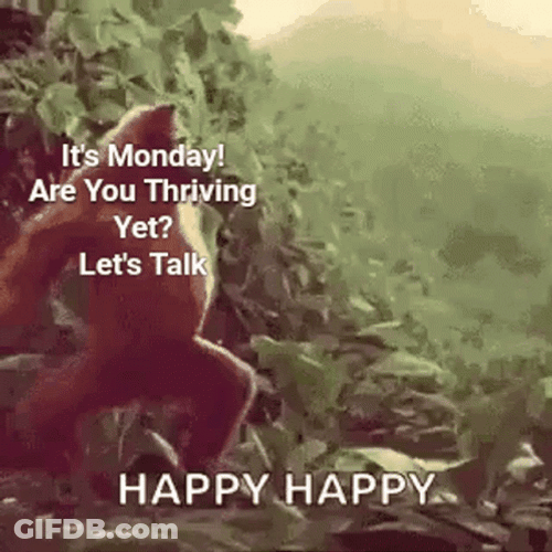 Gorilla Dancing Crazy Monday GIF