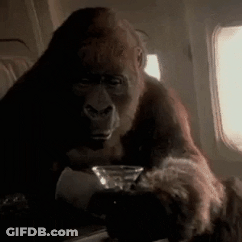 Gorilla Drinking From Glass GIF