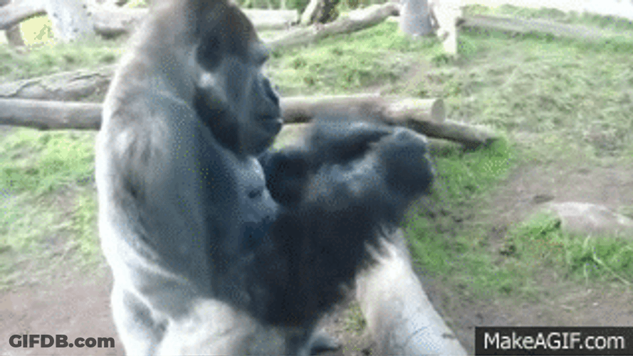 Gorilla Earing Food GIF