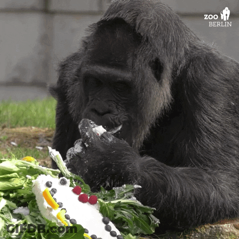 Gorilla Eating Cake With Berlin Zoo Logo GIF