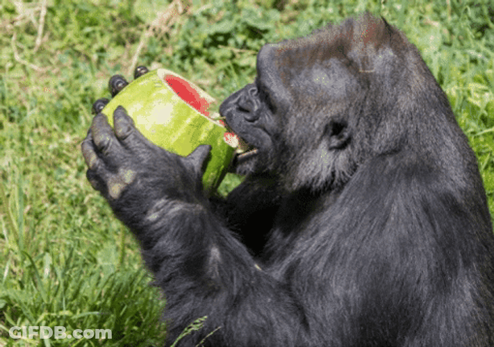 Gorilla Eating Funny Animal GIF
