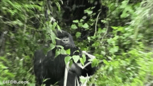 Gorilla Eating Leaves And Branches In Jungle GIF