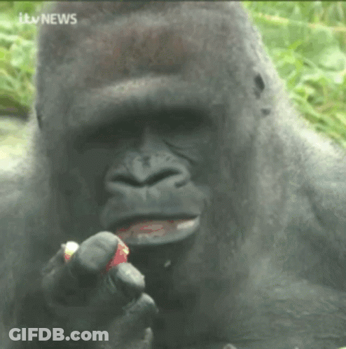 Gorilla Eating Strawberry With ITV News GIF