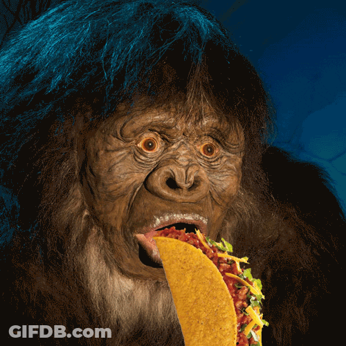 Gorilla Eating Taco GIF