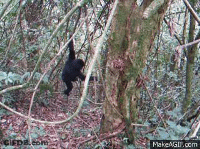 Gorilla Falling From Branch GIF