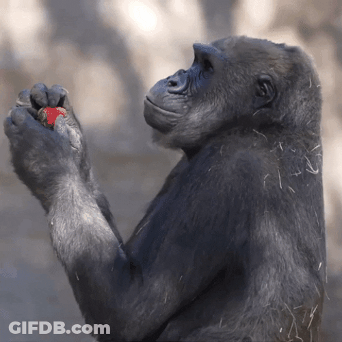 Gorilla Funny Eating Fruit GIF