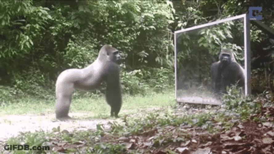 Gorilla Hitting Mirror GIF