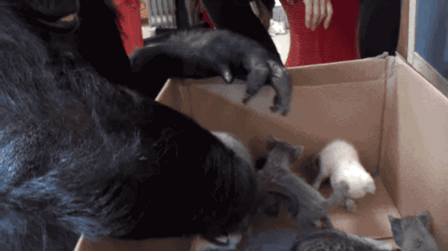 Gorilla Holding Kitten GIF