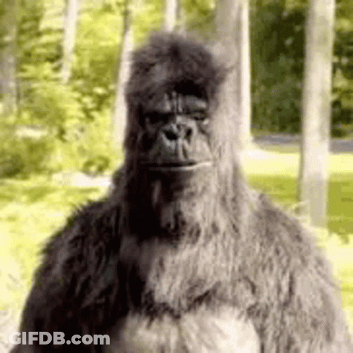 Gorilla In Woods Looking At Camera GIF