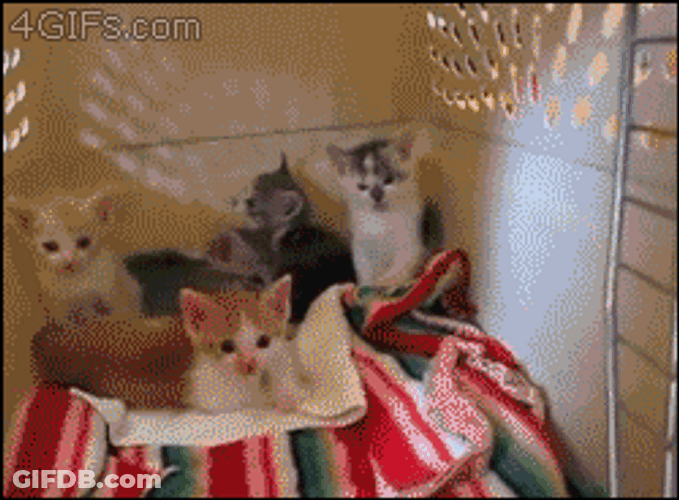 Gorilla Kissing Kitten GIF