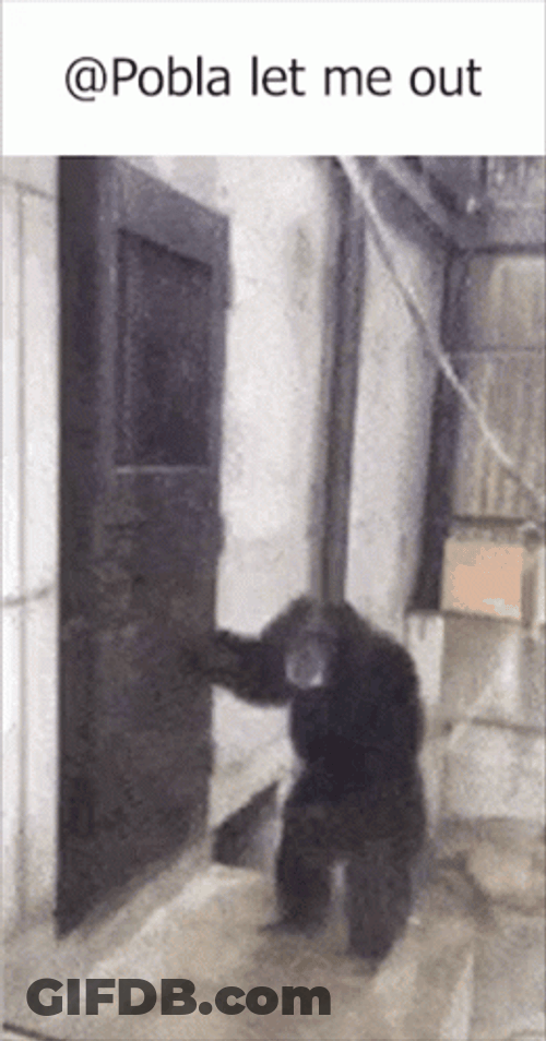 Gorilla Knocking The Door Let Me Out GIF