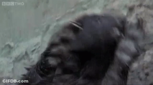 Gorilla Laying In Water Close Up GIF