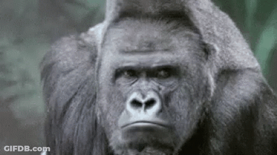 Gorilla Looking Around GIF