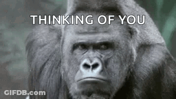 Gorilla Looking At Camera Thinking Of You GIF