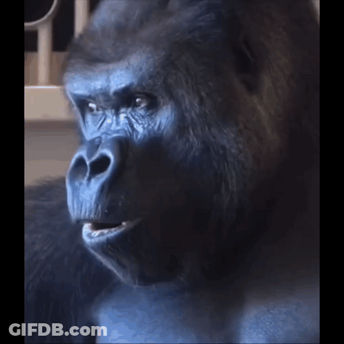 Gorilla Looking GIF