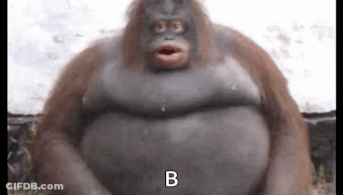 Gorilla Looking Up At Mirror GIF