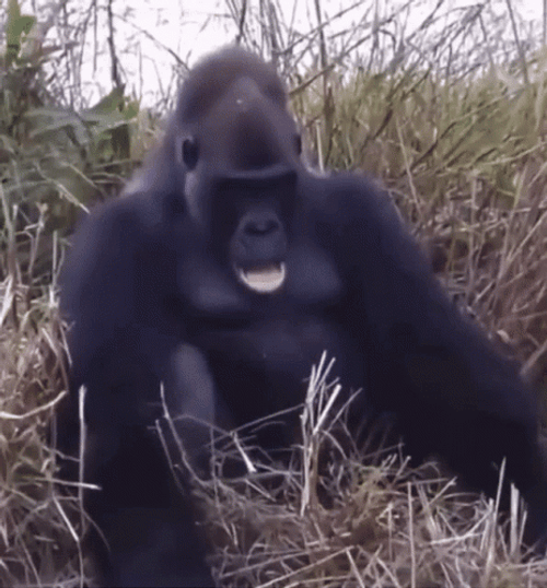 Gorilla Lying In The Grass GIF