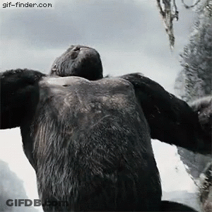 Gorilla Lying On Back With Outstretched Arms GIF