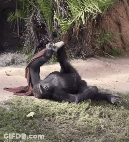 Gorilla Lying On Back With Red Towel GIF