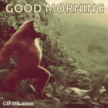 Gorilla On Rock Good Morning GIF
